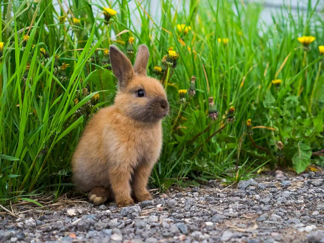 Chú thỏ nhỏ đáng yêu